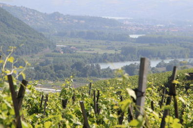 Rhone Valley from Cote-Rotie Rozier Vineyard